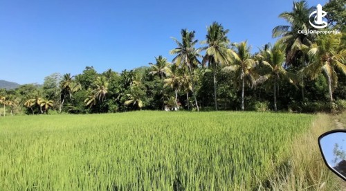 Land for Sale in Monaragala - Paddy land for sale in monragala