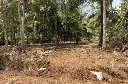 Land for Sale in Dambulla - Land for sale in thalakiriyagama