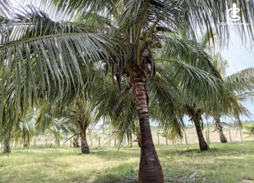Land for Sale in Madurankuliya - Land for sale in madurankuliya