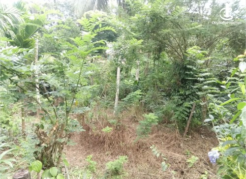 Land for Sale in Deniyaya - Land for sale in pitabaddara