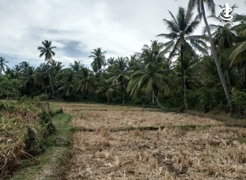 Land for Sale in Polpithigama - Land for sale in polpithigama