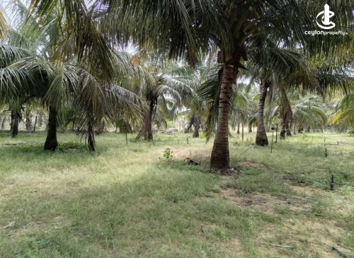 Land for Sale in Madurankuliya - Land for sale in madurankuliya