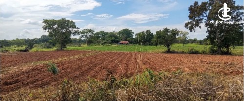 Land for Sale in Monaragala - Land for sale in monaragala