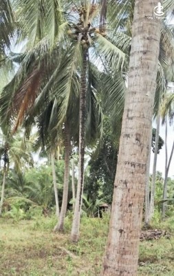 Land for Sale in Polpithigama - Land for sale in rambe