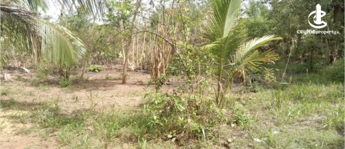 Land for Sale in Anuradhapura - Land for sale in Anuradhapura