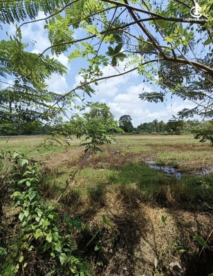 Land for Sale in Kurunegala - Land for sale in pellandeniya