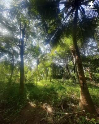 Land for Sale in Polpithigama - Land for sale in polpithigama