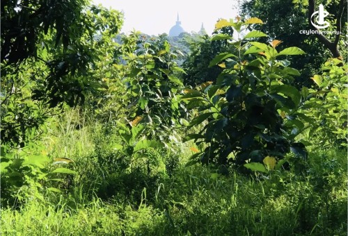 Land for Sale in Mihintale - Land for sale in Mihinthale