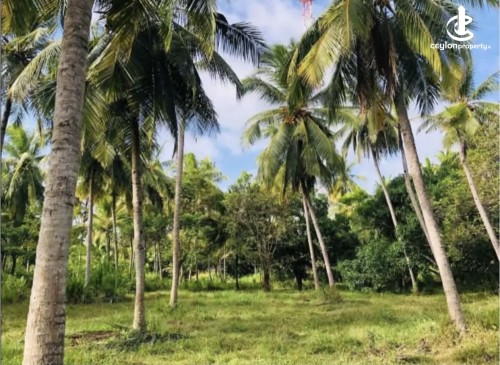Land for Sale in Anuradhapura - Land for sale in Anuradhapura