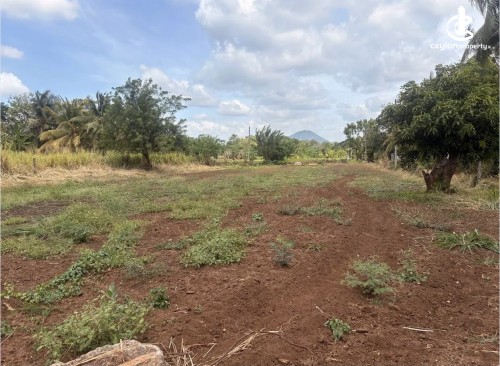Land for Sale in Dambulla - Land for sale in dambulla