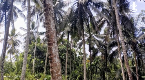 Land for Sale in Avissawella - Land for sale in awissawella