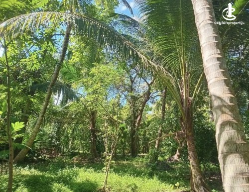 Land for Sale in Kurunegala - Land for sale in kurunagala