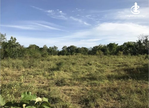 Land for Sale in Anuradhapura - Land for sale in Anuradapura
