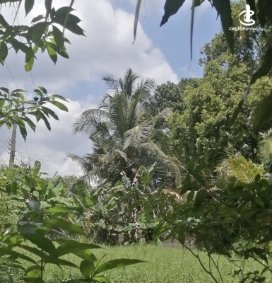 Land for Sale in Gampaha - Land for sale in gampaha