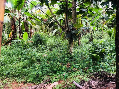 Land for Sale in Gampaha - Land for Sale in Gampha