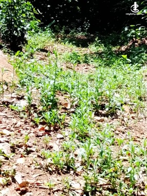 Land for Sale in Kandy - Land for Sale in Kandy
