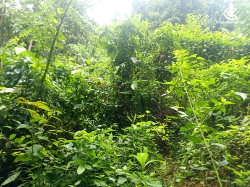 Land for Sale in Galle - Land for Sale in Galle