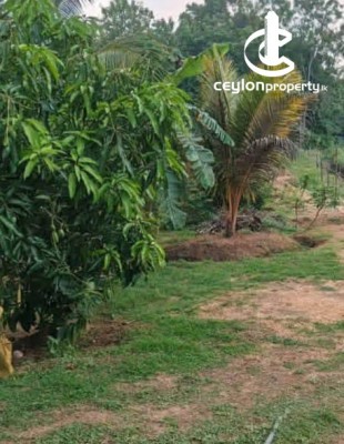 Land for Sale in Kuliyapitiya - Land for sale in Kuliyapitiya