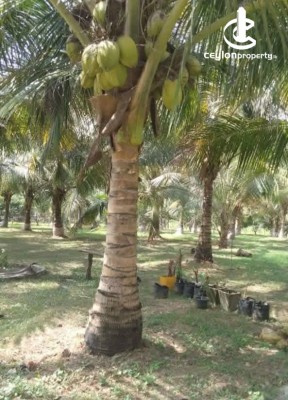 Land for Sale in Nikaweratiya - Land for sale in Nikaweratiya