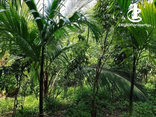 Land for Sale in Alawwa - Land for Sale in Alawwa