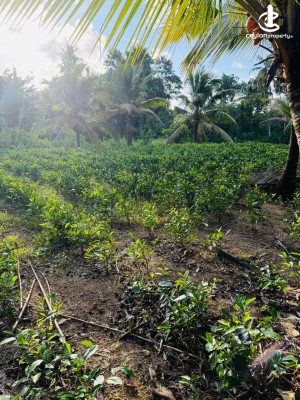 Land for Sale in Galle - Land for Sale in Galle