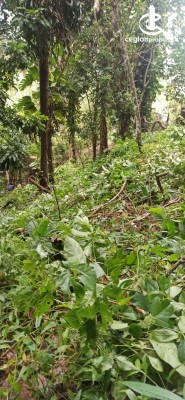 Land for Sale in Galle - Land for Sale in Galle