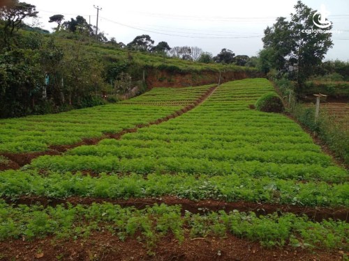 Land for Sale in Nuwara Eliya - Land for Sale in Nuwara Eliya