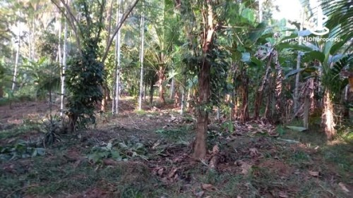 Land for Sale in Alawwa - Land for sale in Alawwa
