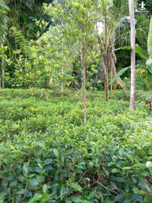 Land for Sale in Bulathkohupitiya - House with Income-Generating Land for Sale – Bulathkohupitiya