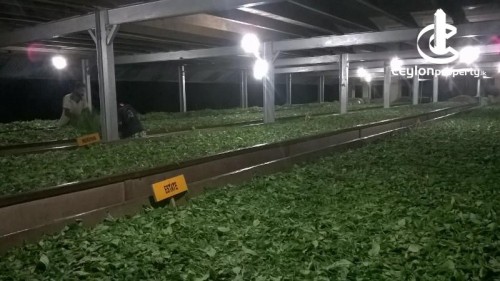 Land for Sale in Deniyaya - Highly Valuable Tea Factory for Sale in Deniyaya