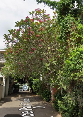 Land for Sale in Colombo 5 (Narahenpita,Havelock Town,Kirulapona North) - Land for Sale in Colombo 05 ( Police Park Avenue )