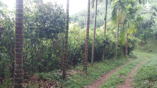 Land for Sale in Matale - 40 Acres of Plantation Estate for Sale in Matale - EP35919