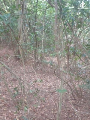 Land for Sale in Beliatta - Beliatta, 534 Perches of land for immediate Sale