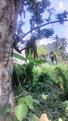 Land for Sale in Thalawathugoda - Thalawathugoda, Hokandara Road 15 Perches of Land for Sale.