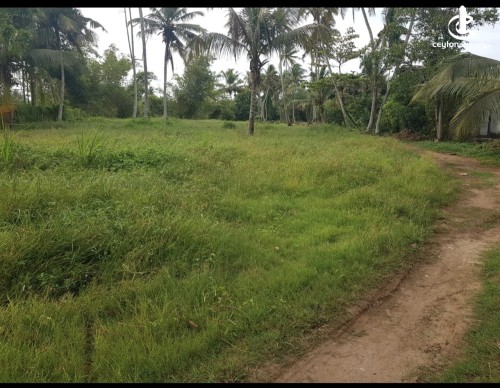 Land for Sale in Kandana - Kandana 185 Perches of Land for Immediate Sale