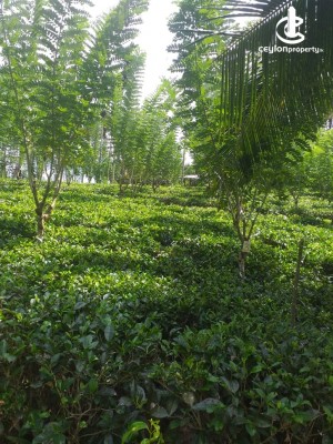 Land for Sale in Kiriella - Land for Sale in Kiriella