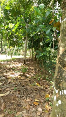 Land for Sale in Avissawella - Land for Sale in Avissawella