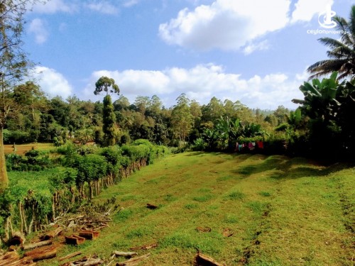 Land for Sale in Badulla - 1 Acre Valuable Land For Sale in Welimada, Ambagasdowa