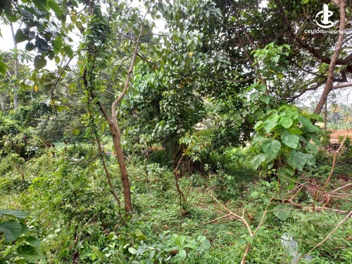 Land for Sale in Yakkala - Land for sale in Yakkala