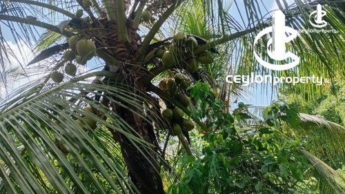 Land for Sale in Matara - Land for sale in Matara