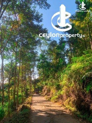 Land for Sale in Bulathkohupitiya - Land for sale in Bulathkohupitiya