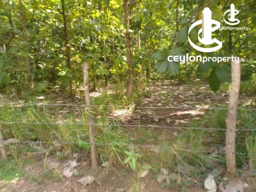Land for Sale in Anuradhapura - Land for sale in Anuradhapura