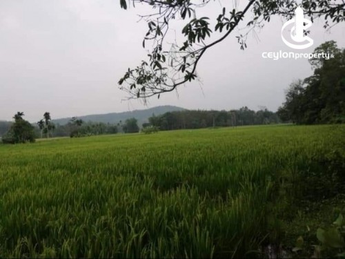 Land for Sale in Padukka - 200 Perches Land For Sale in Padukka