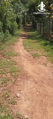 Land for Sale in Dompe - 46 Perches Land For Sale In Dompe palugama Waulgal hena