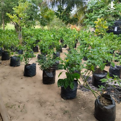 Land for Sale in Madurankuliya - 2 Acres Land With House For Sale In Madurankuliya