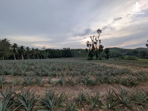 Land for Sale in Padukka - 3.46 Acres Prime Land for Sale – Yatawathura, Malagala, Padukka