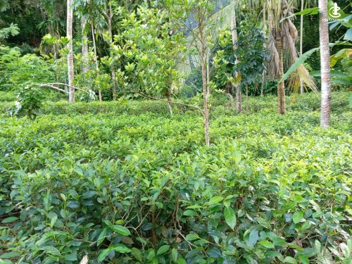 Land for Sale in Bulathkohupitiya - Land for Sale in Bulathkohupitiya