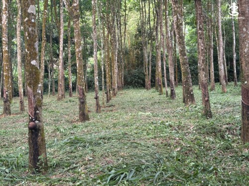 Land for Sale in Padukka - Rubber Land for Sale – Thummodara