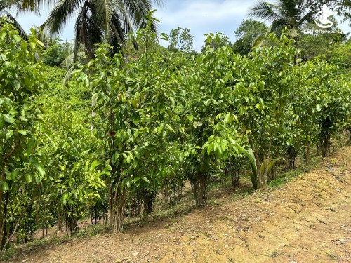 Land for Sale in Matara - cinnamon land for sale in Matara
