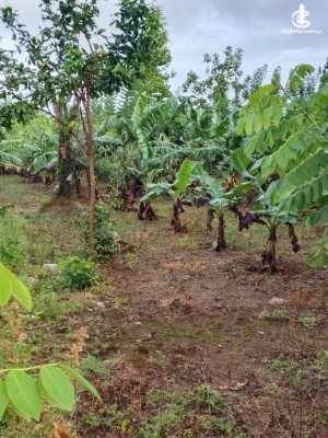 Land for Sale in Galnewa - Land for Sale – Galnewa Govigammana